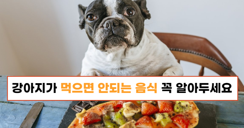 강아지가 먹으면 안되는 음식 꼭 알아두세요!