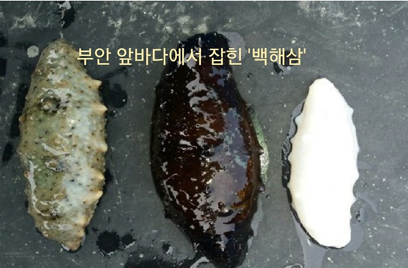전북 부안 해역에서 해녀도 보기 힘든 희귀종 '백해삼' 잡혔다.