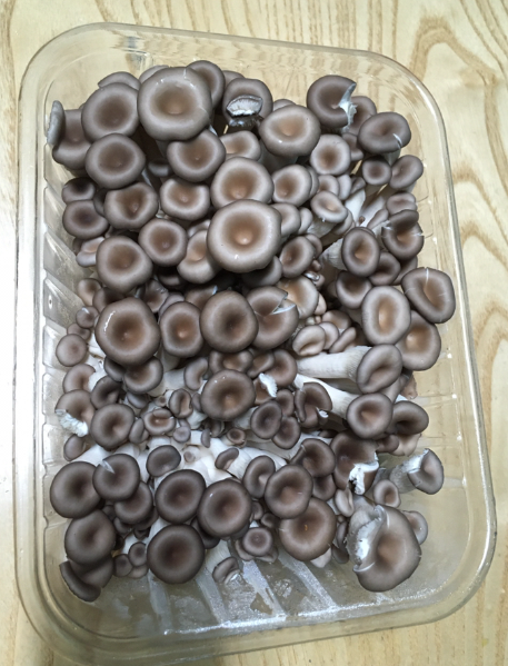식감과 풍미가 모두 일품인 느타리버섯