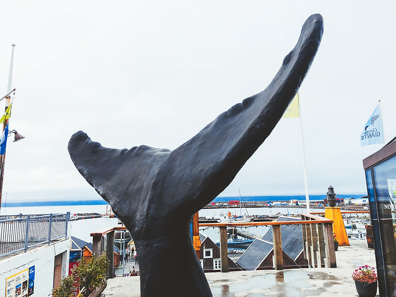 아이슬란드로 떠나는 유럽 신혼여행 #10 후사비크의 고래박물관 투어