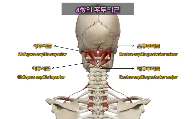 Suboccipital muscles(후두하근) - 기시,정지,작용,혈관,신경,관련 스포츠