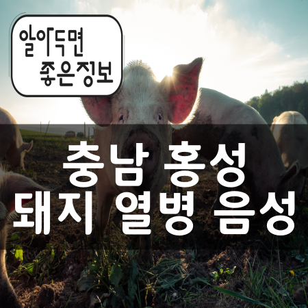 충남 홍성 돼지 열병 음성