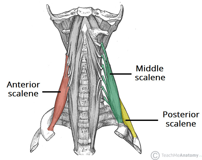 Scalene (사각근,목갈비근) - 기시,정지,작용,혈관,신경,관련 스포츠