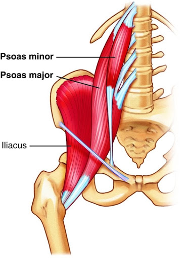 Iliopsoas(엉덩허리근, 장요근) - 관련 스포츠,기시,정지,작용,혈관,신경