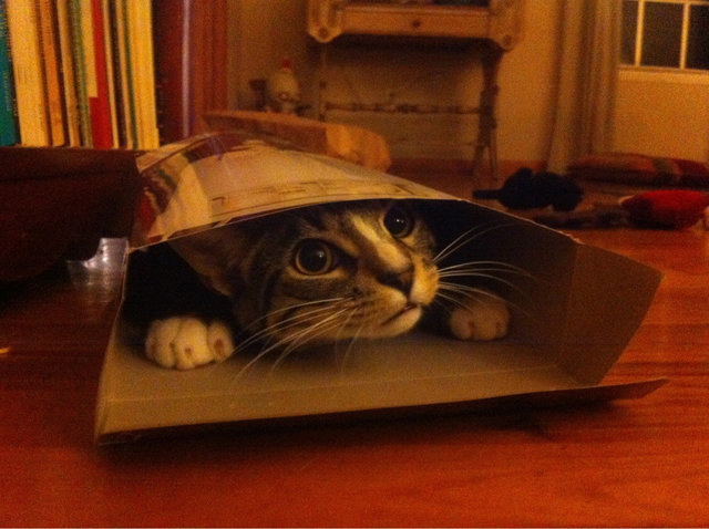고양이가 박스나 좁은 곳을 좋아하는 이유