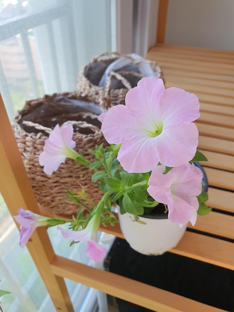 6월 베란다정원 꽃들 사진