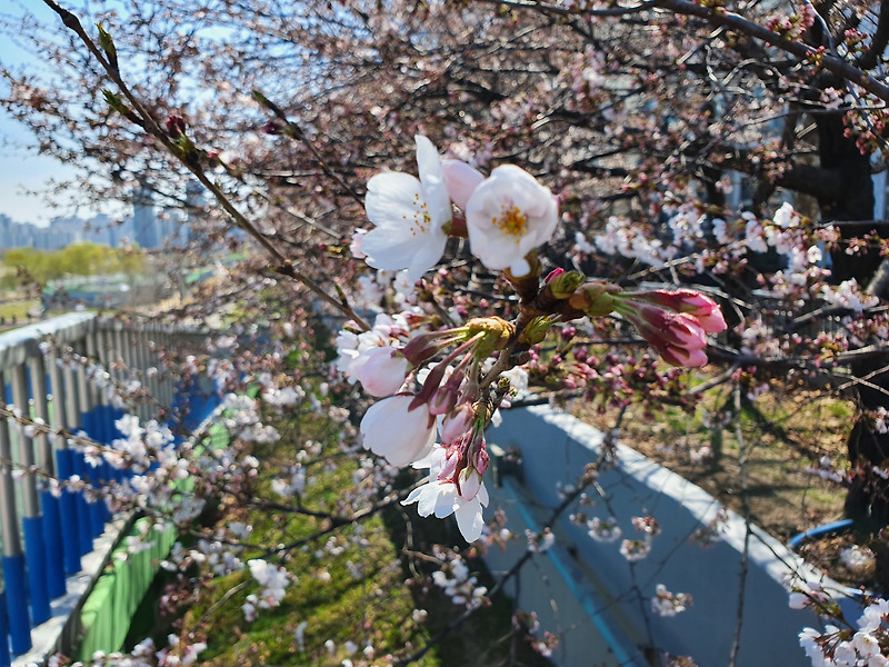 안양천 봄 벚꽃놀이