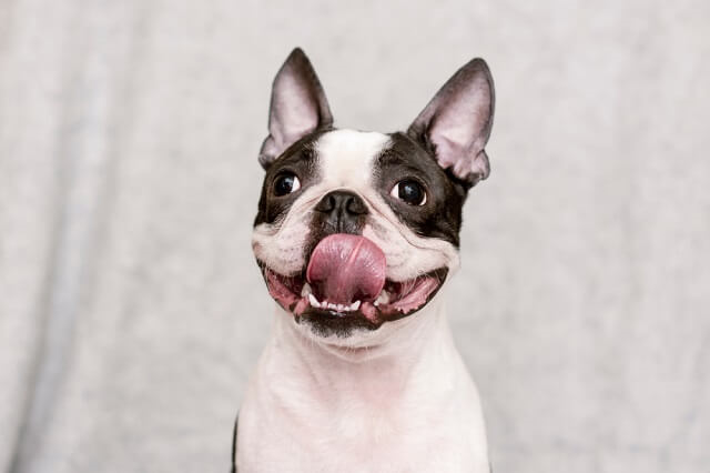 강아지가 혀로 자신의 코를 핥고 있는 것을 본 적은 없습니까?