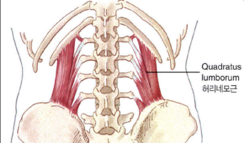 Quadratus lumborum(요방형근, 허리네갈래근) - 관련 스포츠,기시,정지,작용,혈관,신경