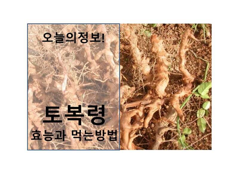 토복령(청미래뿌리) 효능과 먹는 방법 - 오늘의정보!