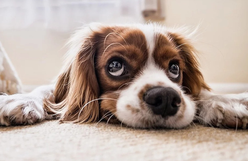 강아지에게도 코로나 바이러스가 감염될 수 있을까?