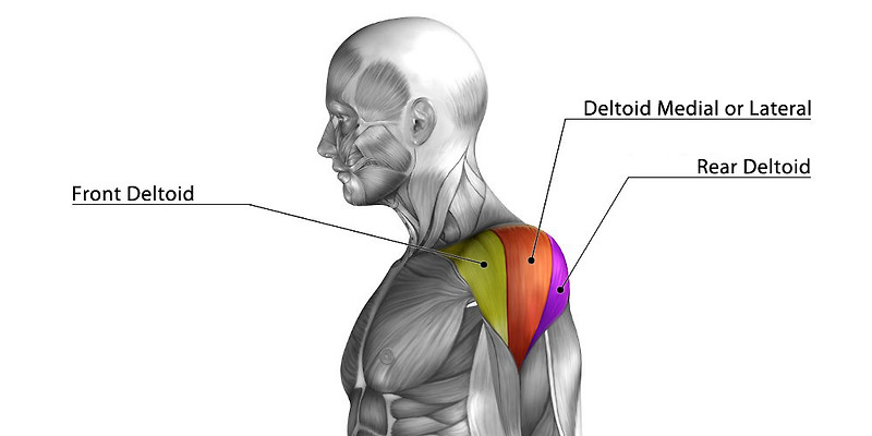 Deltoid(삼각근,어깨세모근) - 관련 스포츠,기시,정지,작용,혈관,신경