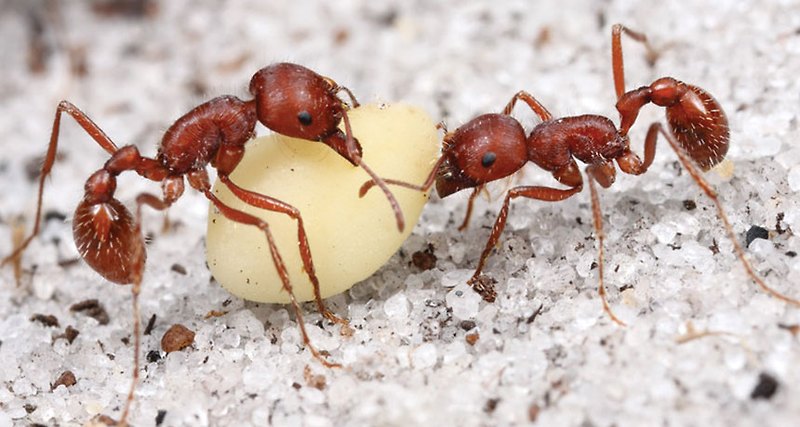 [성경의 동물] 개미(ant)