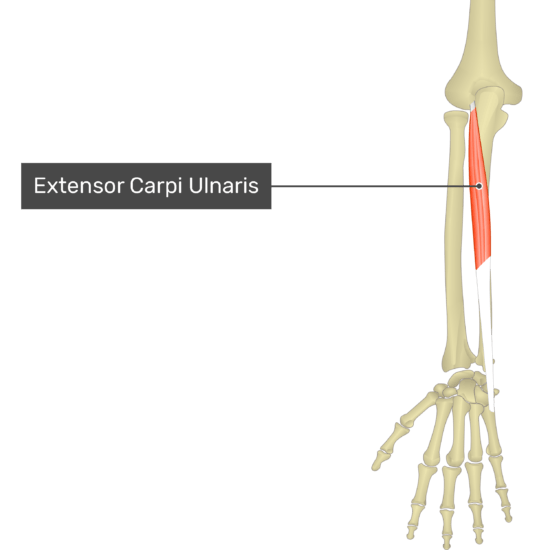 Extensor carpi ulnaris(척측수근신근,자쪽손목폄근) - 관련 스포츠,기시,정지,작용,혈관,신경