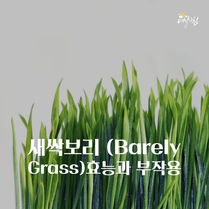 [매일아침좋은글] 새싹보리 (Barely Grass)효능과 부작용알고 드세요~
