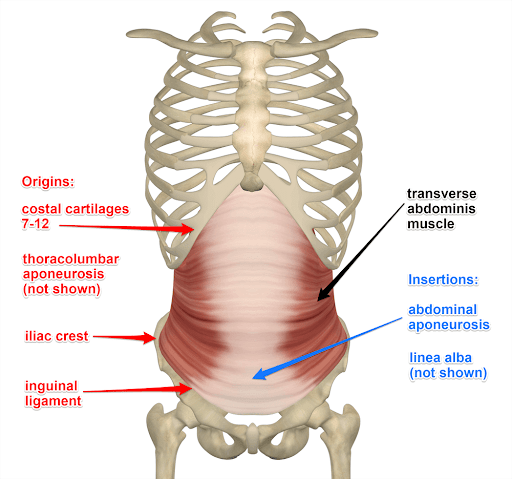 Transverse abdominis(복횡근,횡복직근) - 관련 스포츠,기시,정지,작용,혈관,신경