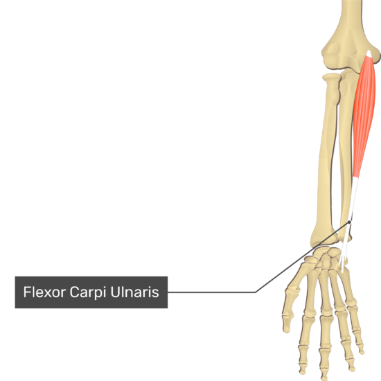 Flexor carpi ulnaris(척측수근굴근,자쪽손목굽힘근) - 관련 스포츠,기시,정지,작용,혈관,신경