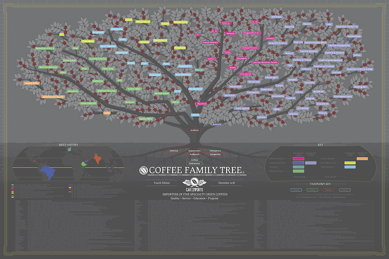 #17 Coffee Family Tree
