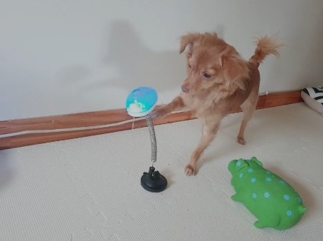 코로나 바이러스로 산책이 힘든 반려견을 위한 강아지 장난감 선물!