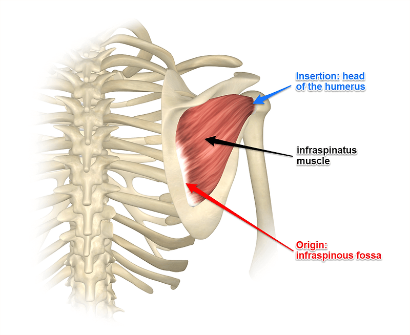 어깨외회전운동 - 극하근(infraspinatus) 운동