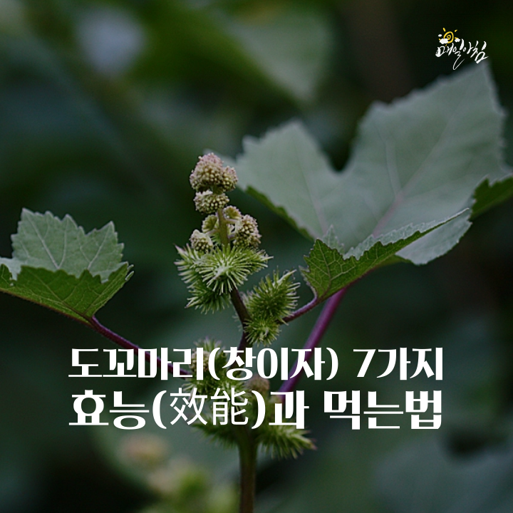 [매일아침좋은글] 도꼬마리(창이자) 7가지 효능(效能)과 먹는법