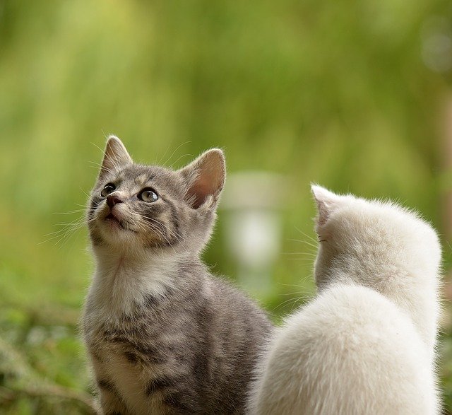 고양이 관한 꿈해몽