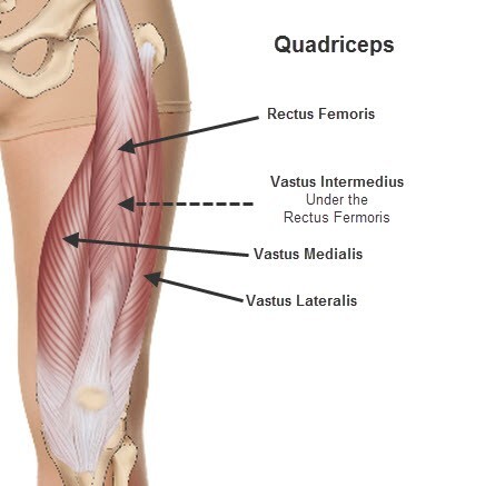 Quadriceps(대퇴사두근,넙다리 네 갈래근)-기시,정지,작용,혈관,신경,관련 스포츠