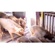 중국 신종 돼지독감 발생
