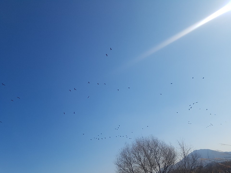 [주남저수지,주남돌다리]-다녀왔습니다.