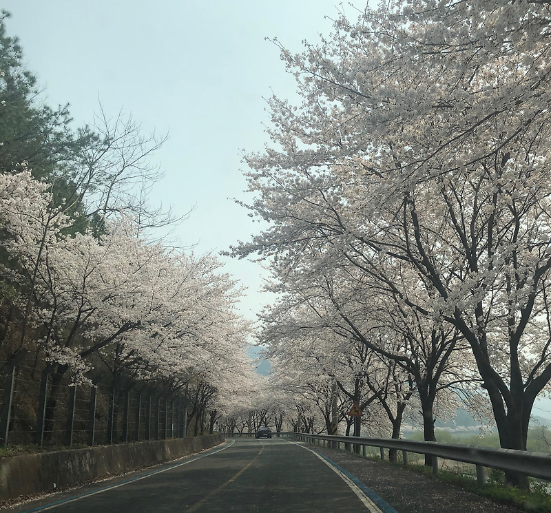 전라남도벚꽃드라이브-곡성 구례 광양 하동 /벚꽃로드