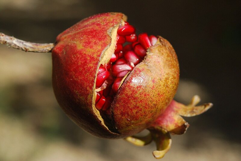 [성경의 식물] 석류(pomegranate)와 석류나무