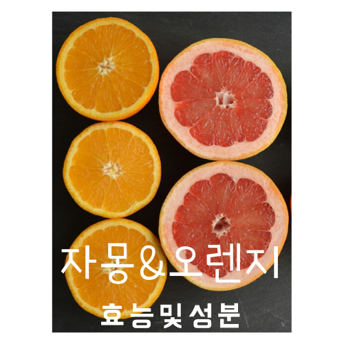자몽 & 오렌지로 다이어트 -오늘의정보!
