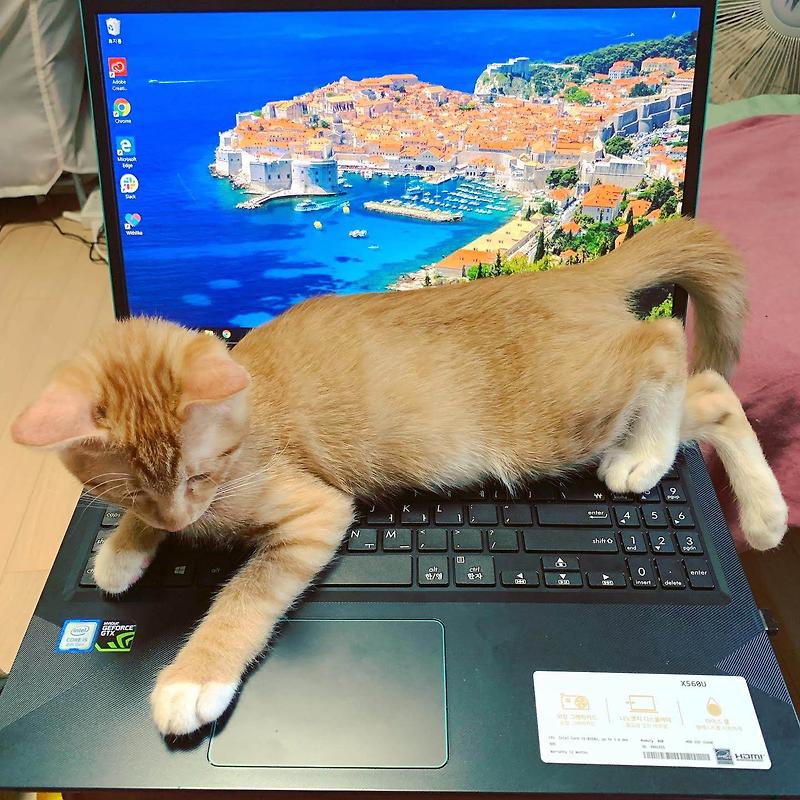 컴퓨터 못 하게 하는 고양이 모음집 feat. 개냥이
