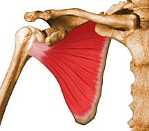 Subscapularis(견갑하근,어깨밑근) - 관련 스포츠,기시,정지,작용,혈관,신경