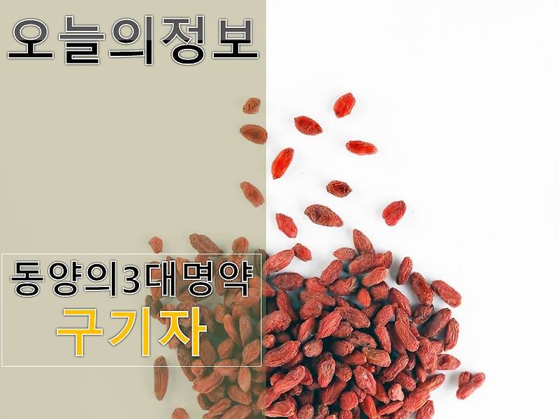 구기자(동양의 3대 명약)의 효능 (feat. 내 몸 사용 설명서) - 오늘의정보!