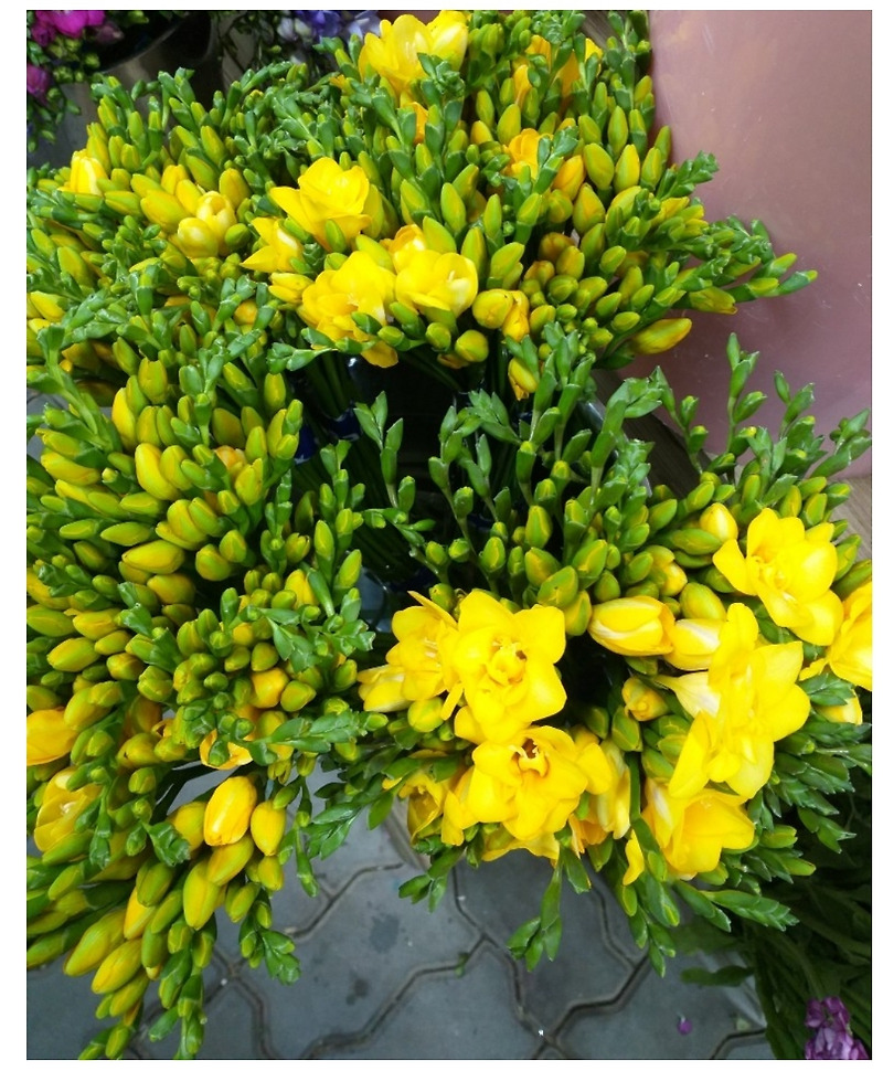 (인터넷으로 꽃사기)후리지아 구매하기/온라인으로 생화 봄꽃 주문!