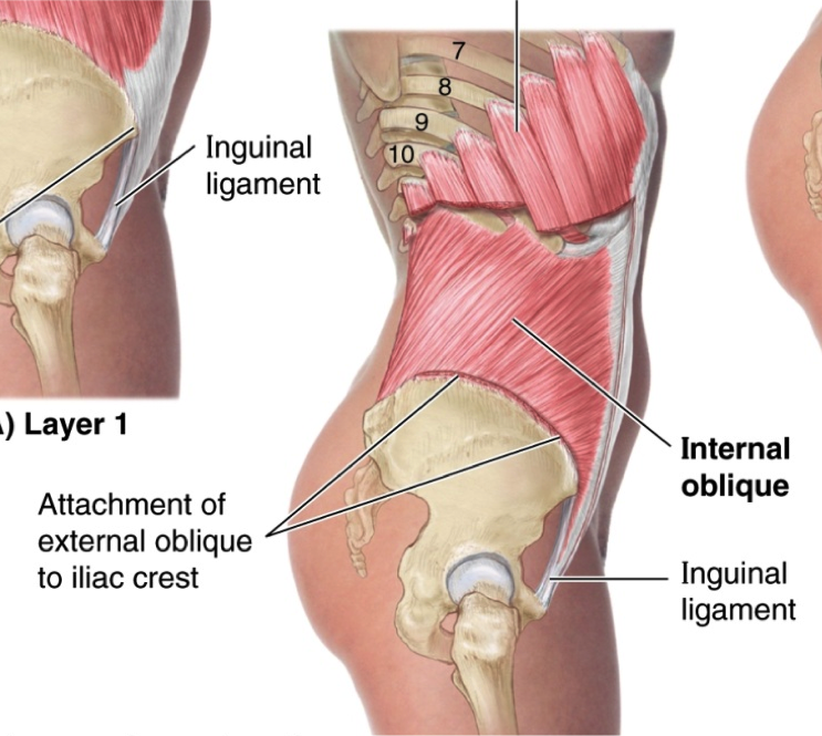 Internal  & External oblique(내복사근,외복사근) - 관련 스포츠,기시,정지,작용,혈관,신경