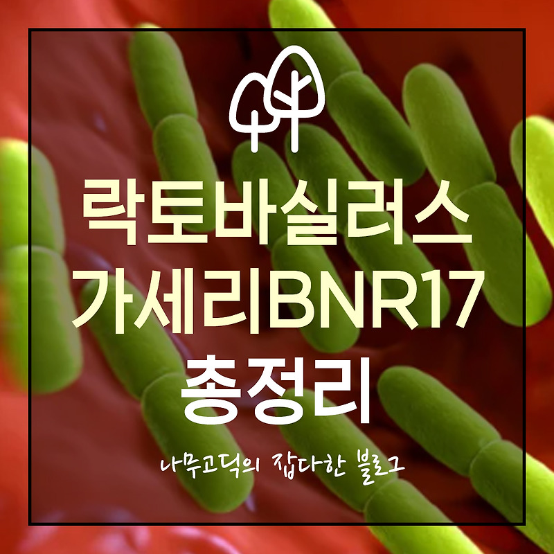 [건강] 락토바실러스가세리BNR17 (모유 유산균) 총정리 (효능, 다이어트 효과 원리, 부작용, 권장량)