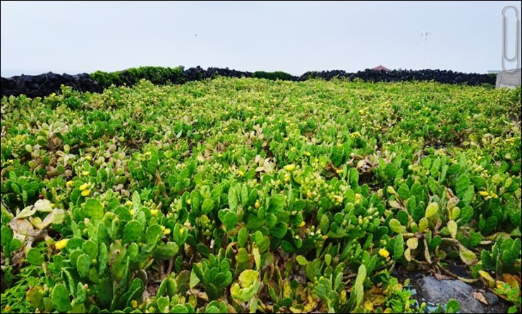 제주도 가볼만한곳 10곳