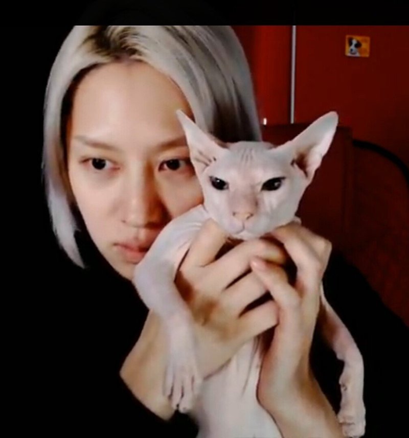 유튜브 라이브에서 설리의 고양이를 공개한 김희철
