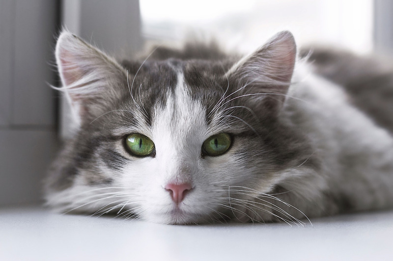 고양이 행동분석 꾹꾹이 하는 이유는?