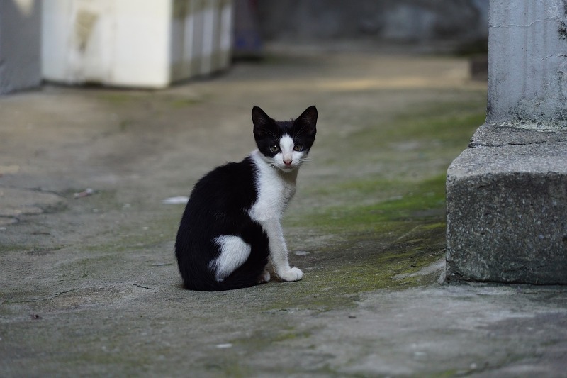 고양이 동물 칩 등록 시행 (2월17일부터 서울, 경기 전지역), 동물보호관리시스템.