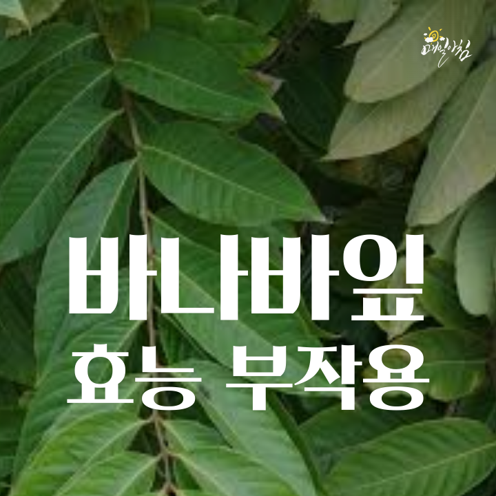 [매일아침좋은글] 바나바잎 효능 부작용 당뇨에 최고 천연 인슐린