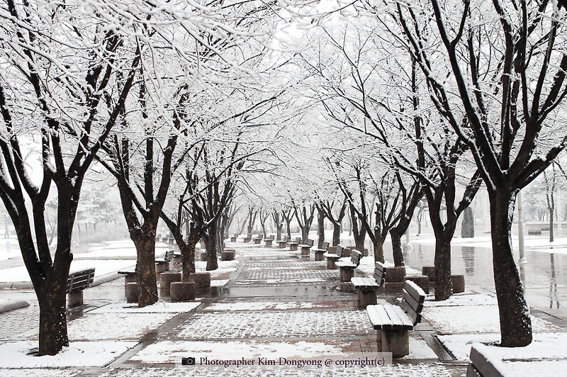 서울 상암동 하늘공원에 함박눈 내리던 날 (It was snowing in Haneul Park in Sangam-dong, Seoul)