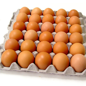 계란에 대한 진실(영양,효과,하루섭취량)