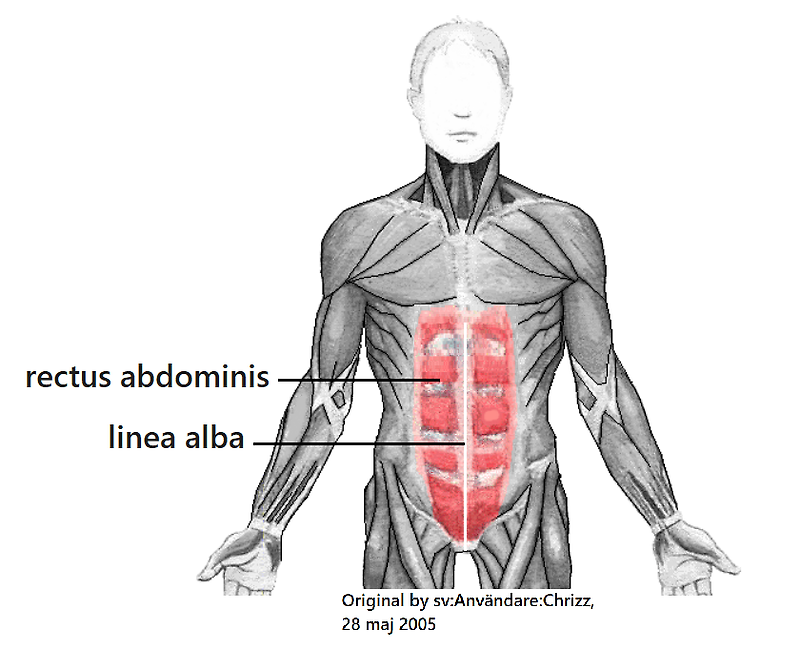 Rectus abdominis(복직근, 배곧은근) - 관련 스포츠,기시,정지,작용,혈관,신경