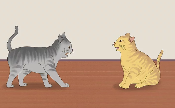 고양이들의 장난과 서열싸움 구분 방법
