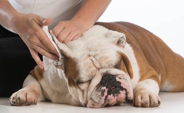 개들은 자주 귓청소를 하지 않아도 귀 자체  청결함을 유지한다.