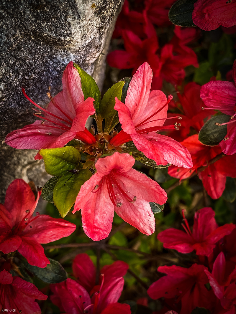 영산홍 / Rhododendron indicum