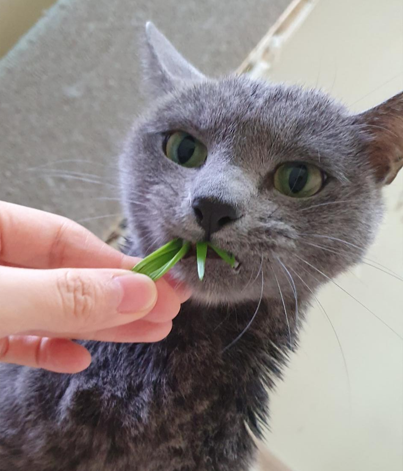 고양이 간식 캣그라스 재배하기  어렵지 않아요!